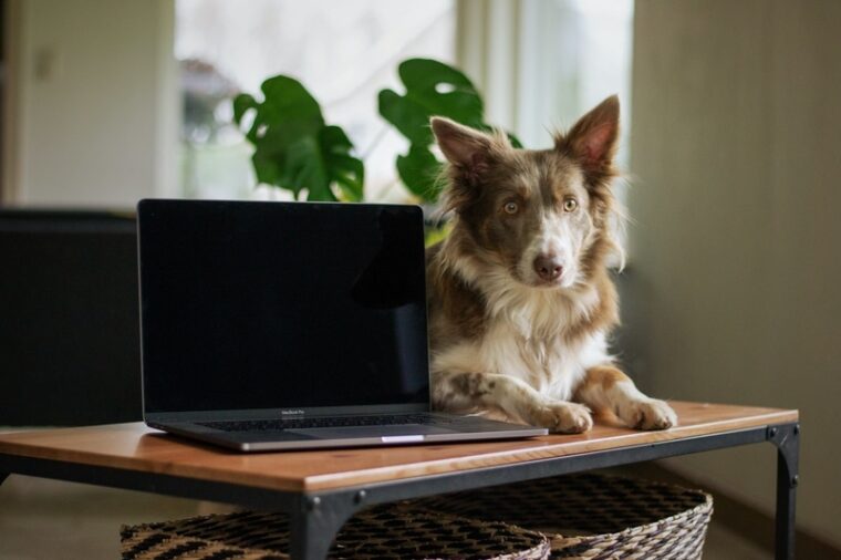 Office Dog bei Zenjob