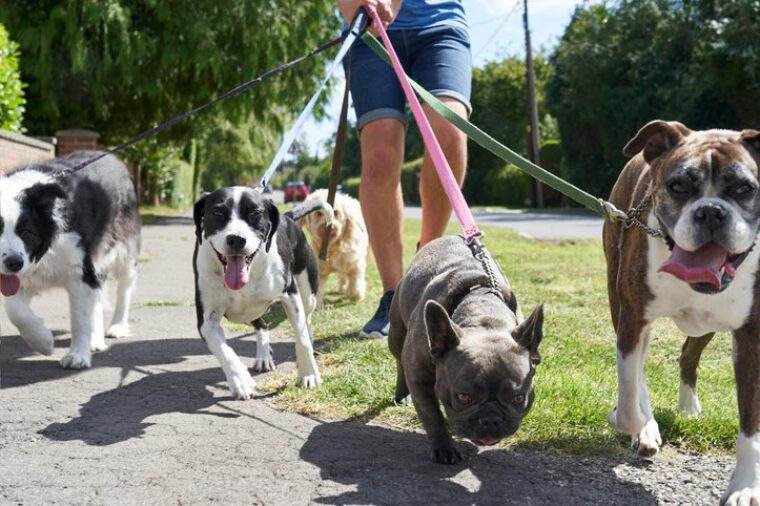 Ein Dogwalker spaziert mit Hunden